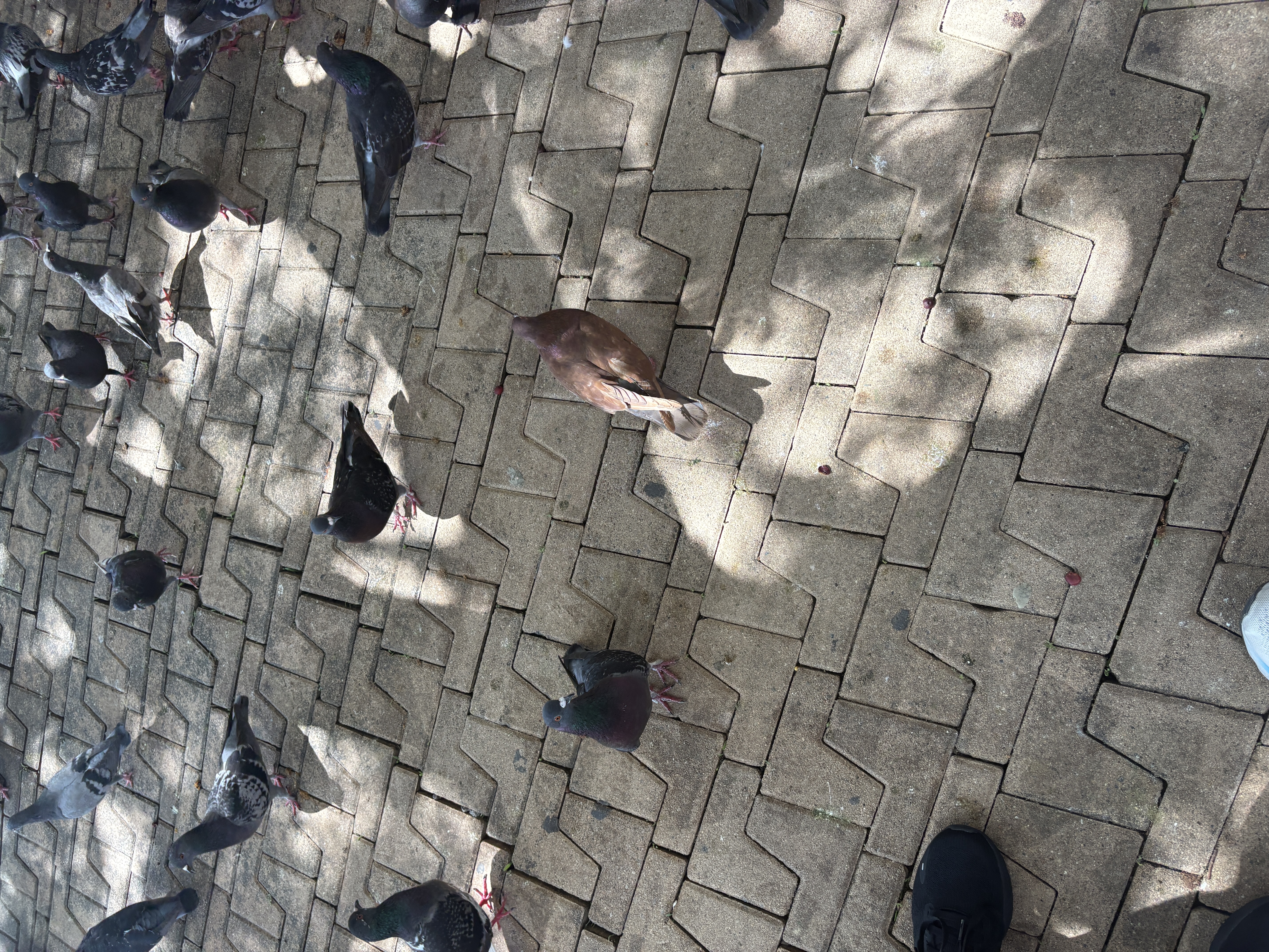 pigeon on cobblstone